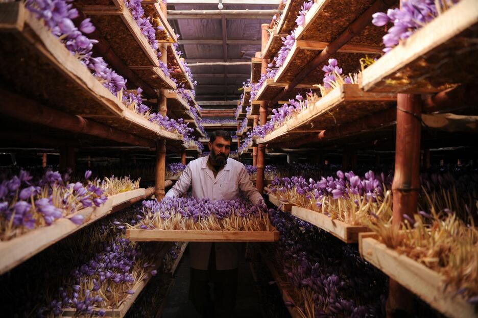 Afghanistani farmer Abdul Shakor holding a wooden tray of purple crocuses, standing in an aisle of a warehouse with tall shelves on either side of him which also contain same wooden trays of crocus plants.