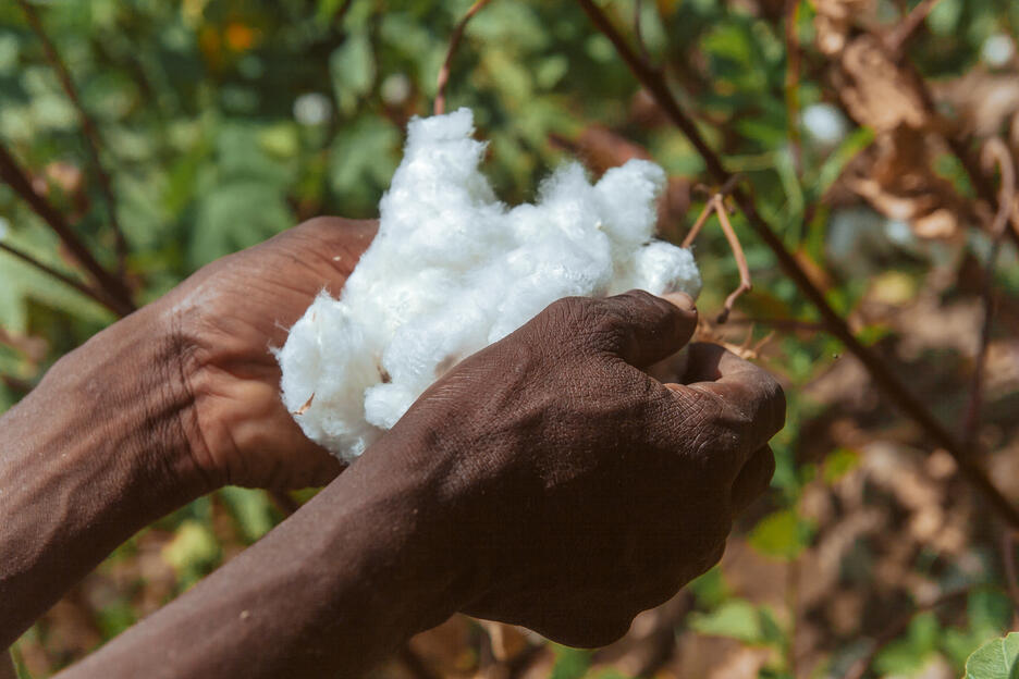 Zambia cotton development