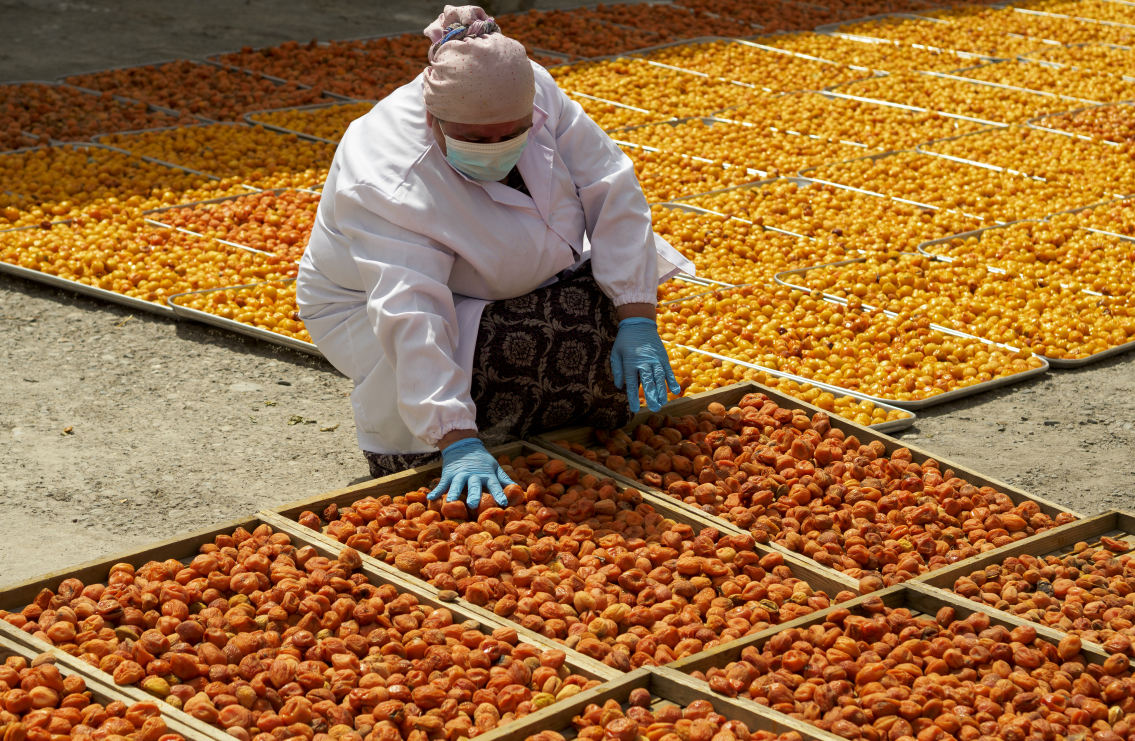 Worker in white garments kneels to inspect apricots drying in the sun
