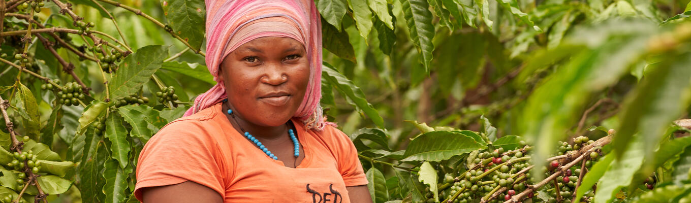 Ugandan coffee grower inspects her crop