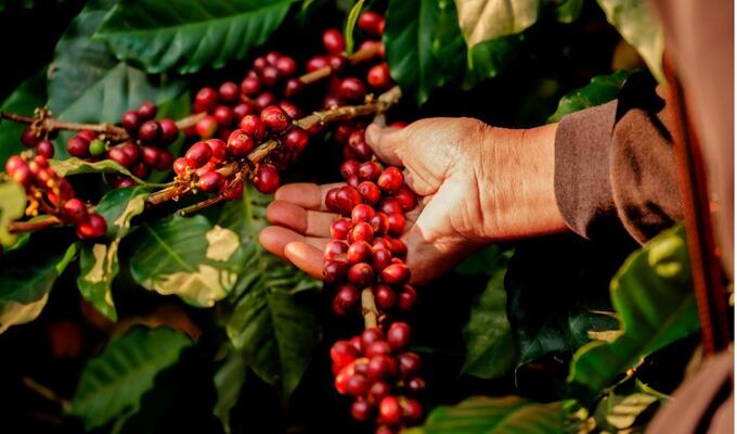 Closeup Arabica Coffee Berries On Tree Stock Photo (Edit Now) 1662483487 (shutterstock.com) 