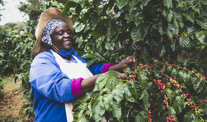 Woman with coffee cherries Eswatini