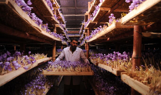Afghanistani farmer Abdul Shakor holding a wooden tray of purple crocuses, standing in an aisle of a warehouse with tall shelves on either side of him which also contain same wooden trays of crocus plants.