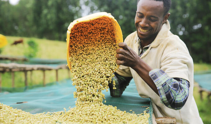 Ethiopian farmer shows off his coffee harvest