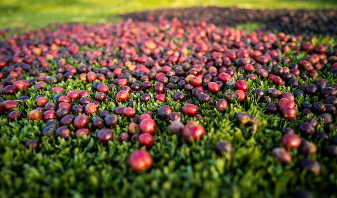 Field of red Robusta coffee beans