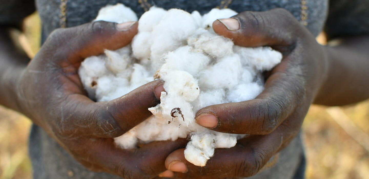 A close up of a person's hands, holding small balls of cotton