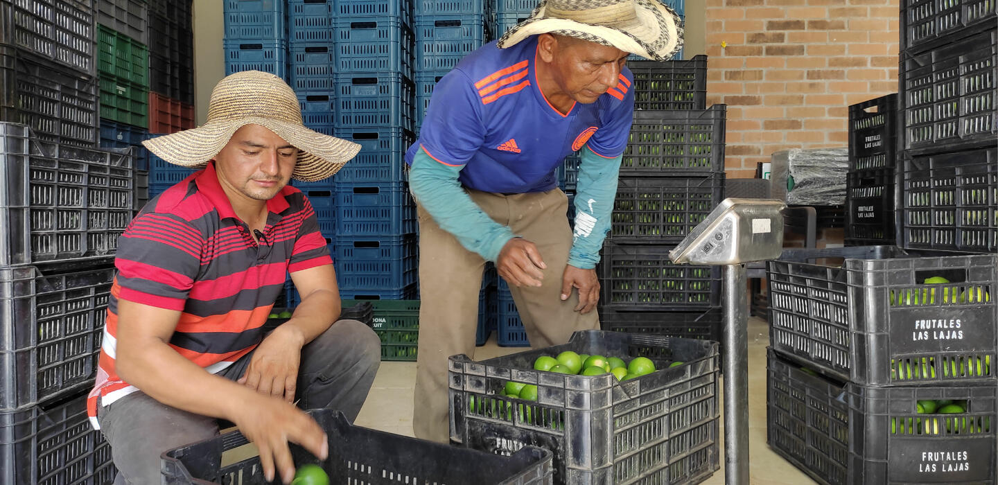 Beneficiaries in Leiva, Nariño, select and gather Tahiti limes to sell 
