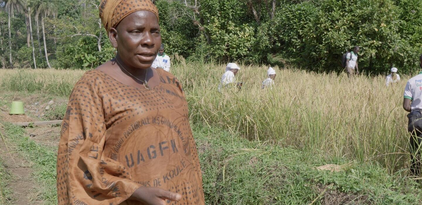 Guinean woman in brown dress walks through rice paddies 