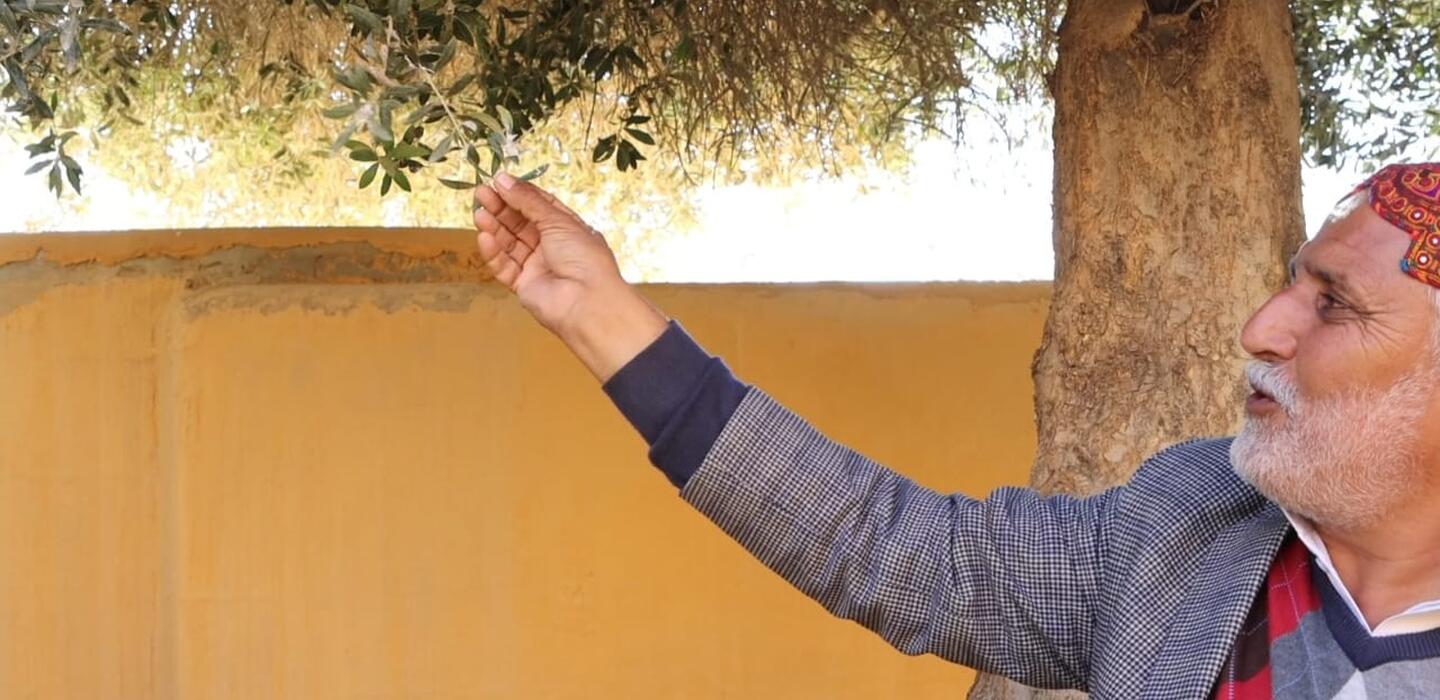 Man reaches up to hold leaf on olive tree