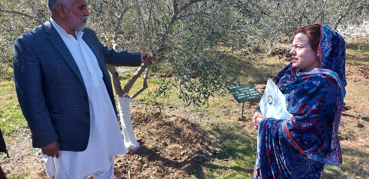Man and woman stand in olive orchard in Pakistan
