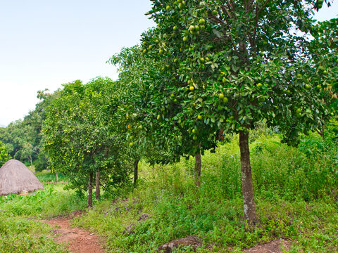 Guinea farm fruits